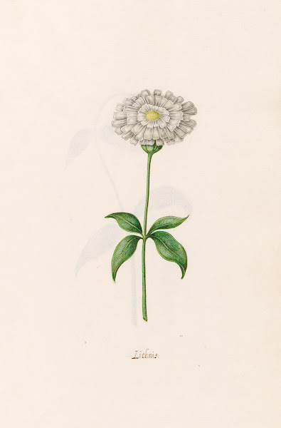 Lichnis 1692