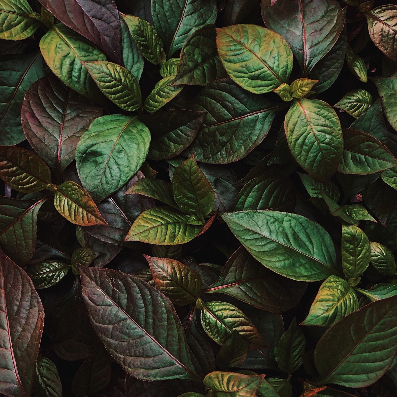 Download Dark Green And Purple Leaves 2K iPhone