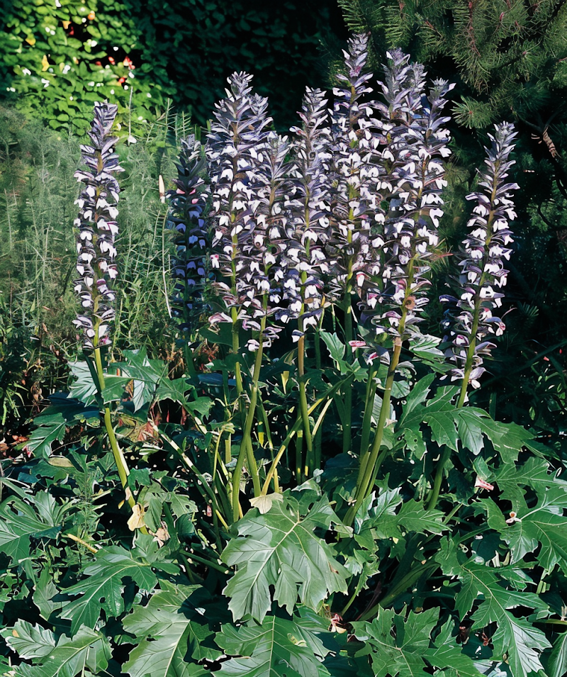 Acanthus mollis pianta acanto foglia architettonica per giardino all'ombra