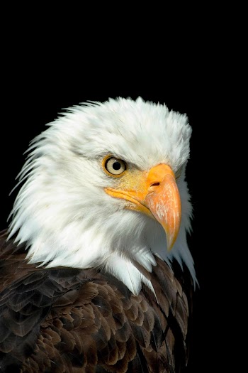 Eagle Face Picture
