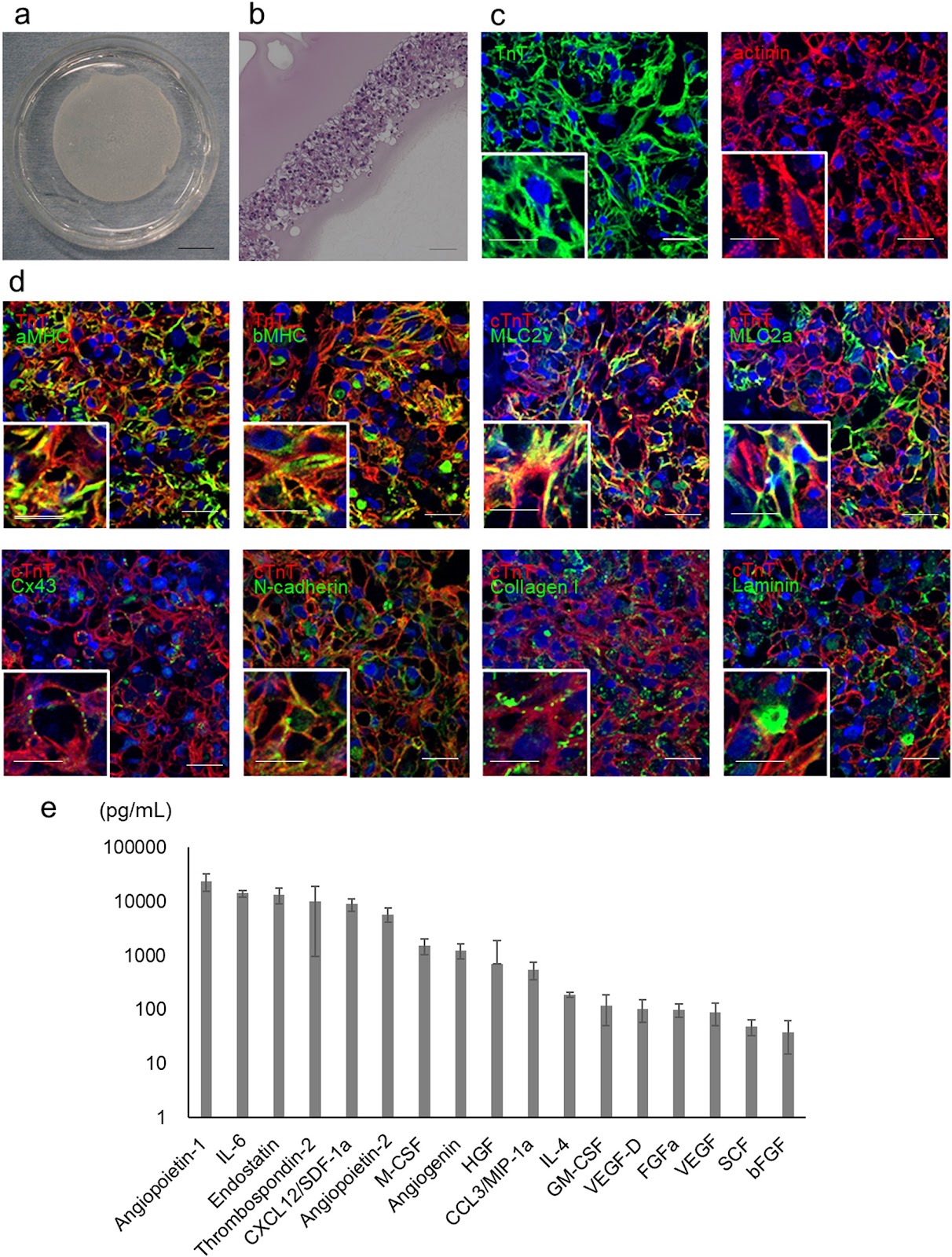 Pre-clinical evaluation of the efficacy and safety of human induced pluripotent stem cell-derived cardiomyocyte patch