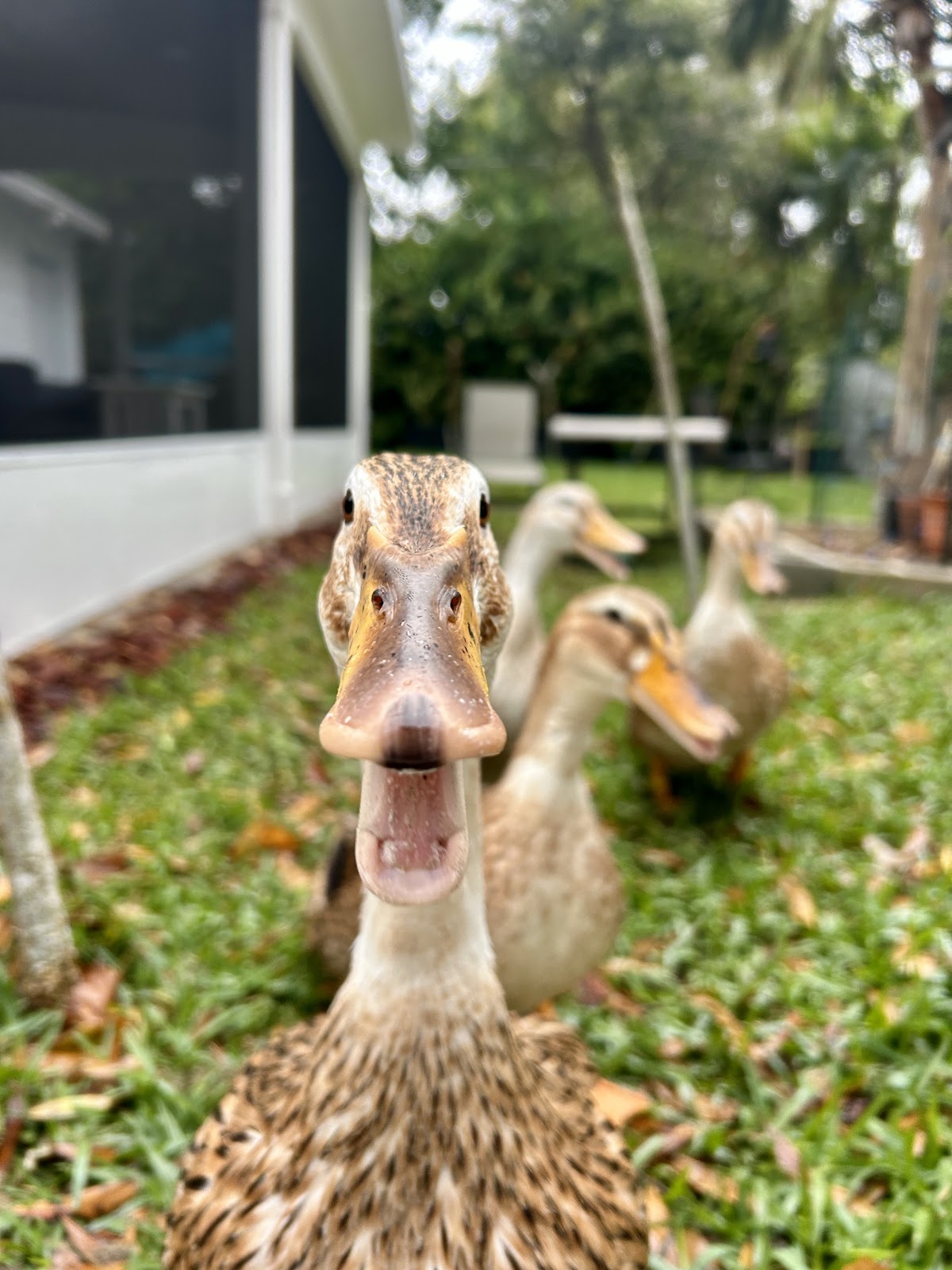 Silver Appleyard Duckling