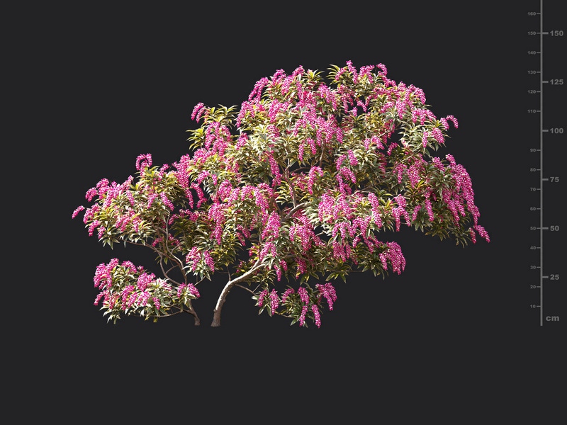 Maxtree - Plant Models Vol.119