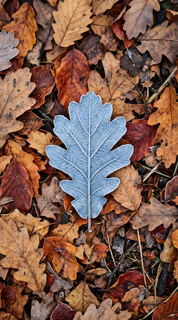 Single Blue Frosted Leaf Resting on Orange Autumn Foliage - Free mobile Wallpaper
