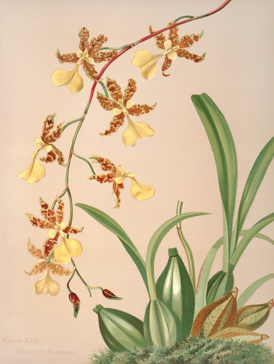 Oncidium Barkerii 1885