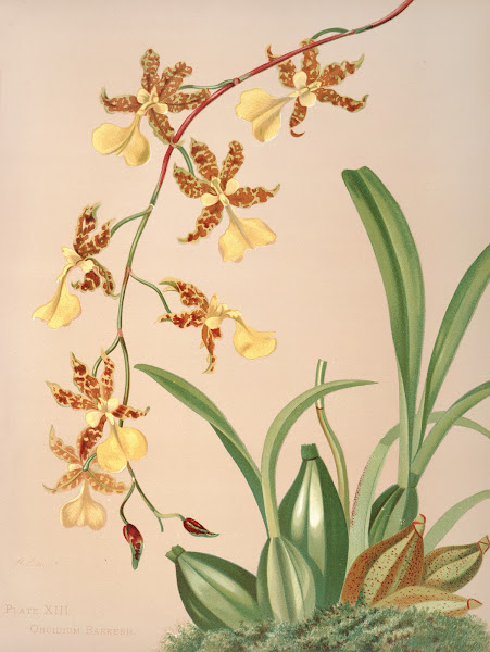 Oncidium Barkerii 1885