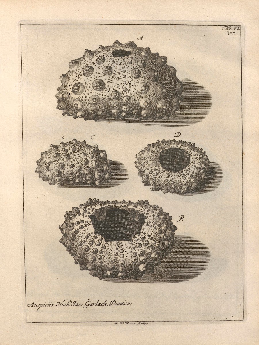 Naturalis Dispositio Echinodermatum Natural Arrangement of Echinoderms Pl06 1734