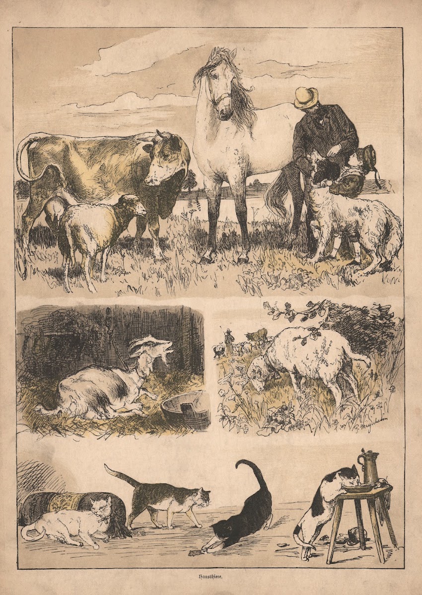 Our pets 1915