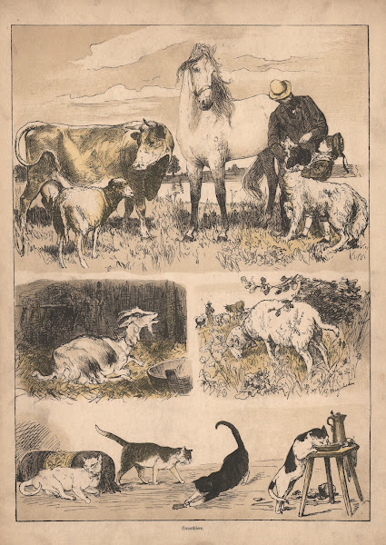 Our pets 1915