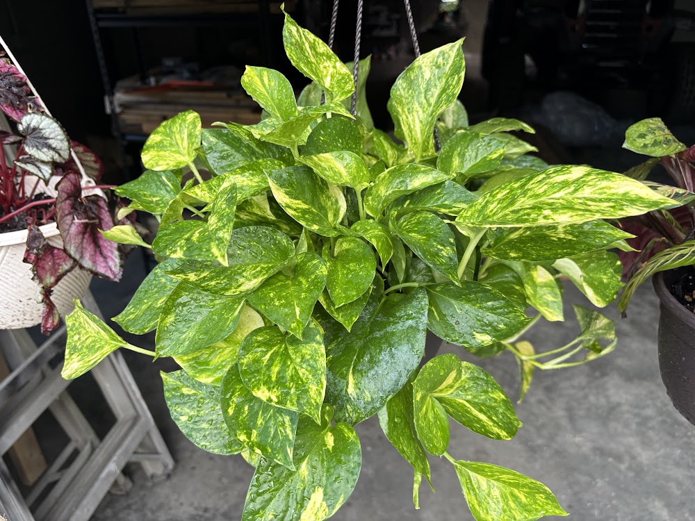 Golden Pothos