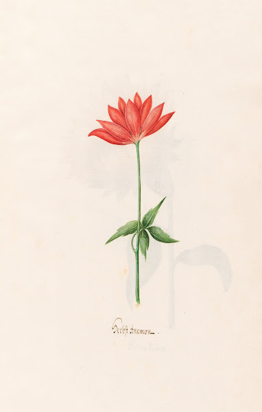 Herbst Anemon 1692