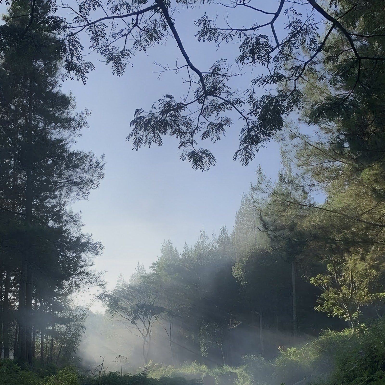 Download Misty Forest Stream At Sunrise Full HD iPhone