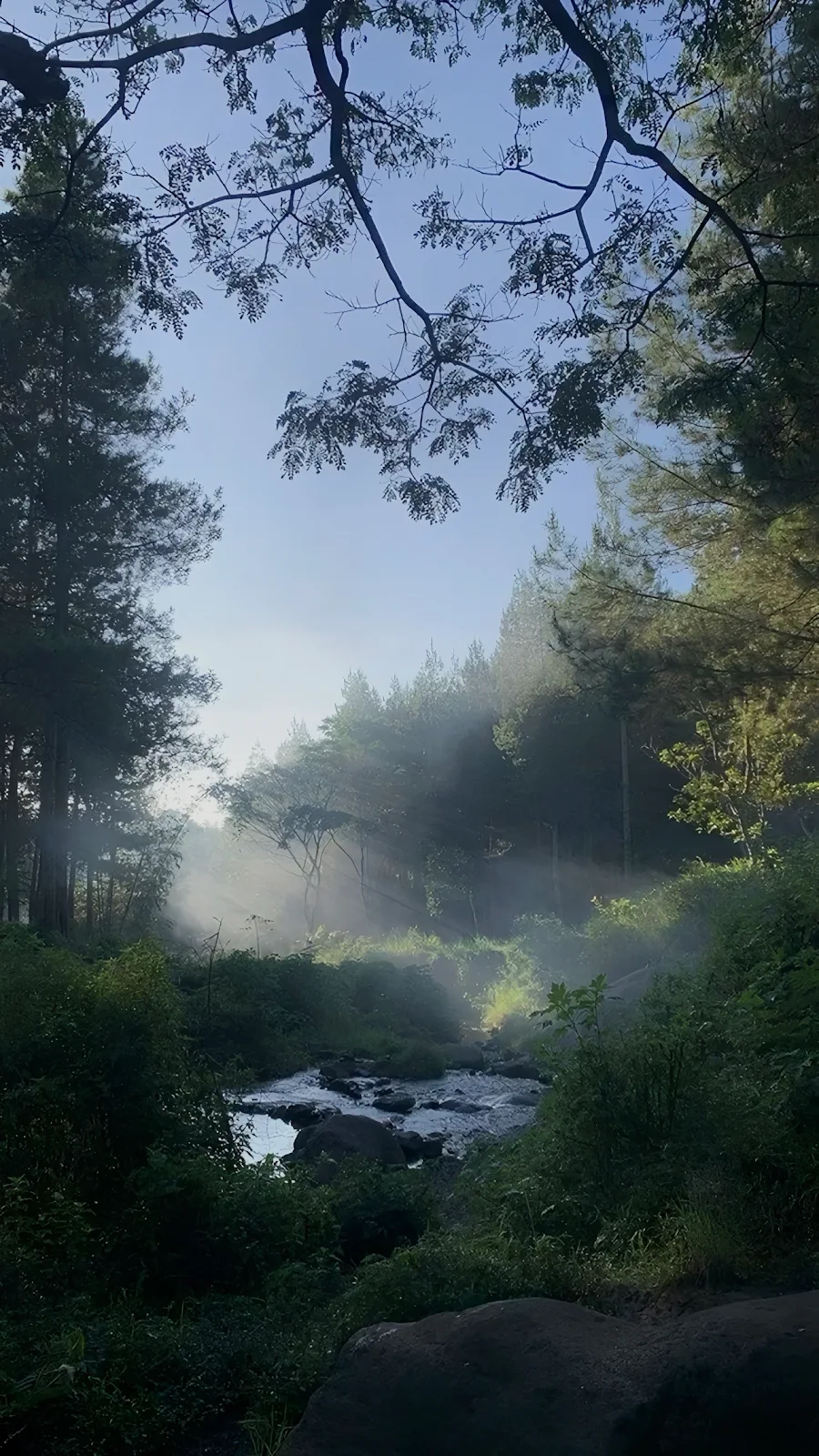 Misty Forest Stream At Sunrise - Nature Photography Full HD iPhone Wallpaper (1286x2286)