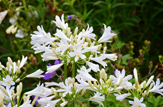 Agapanthus praecox 'Pitchoune White' in piena fioritura in un giardino moderno