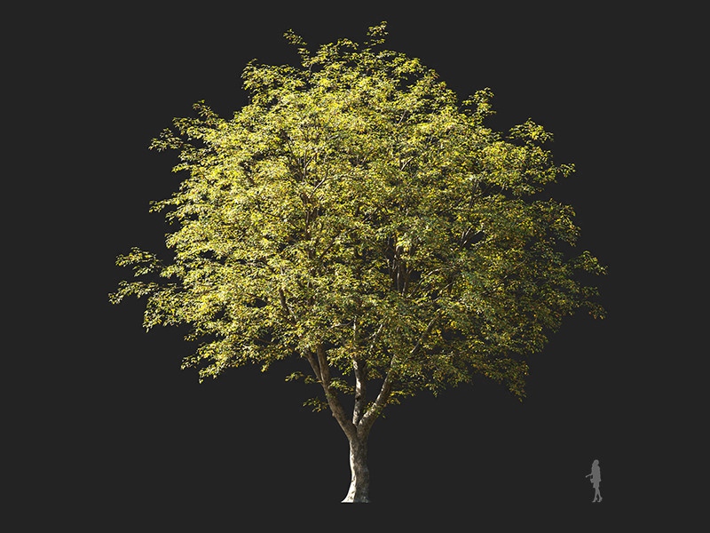 Maxtree - Plant Models Vol.132