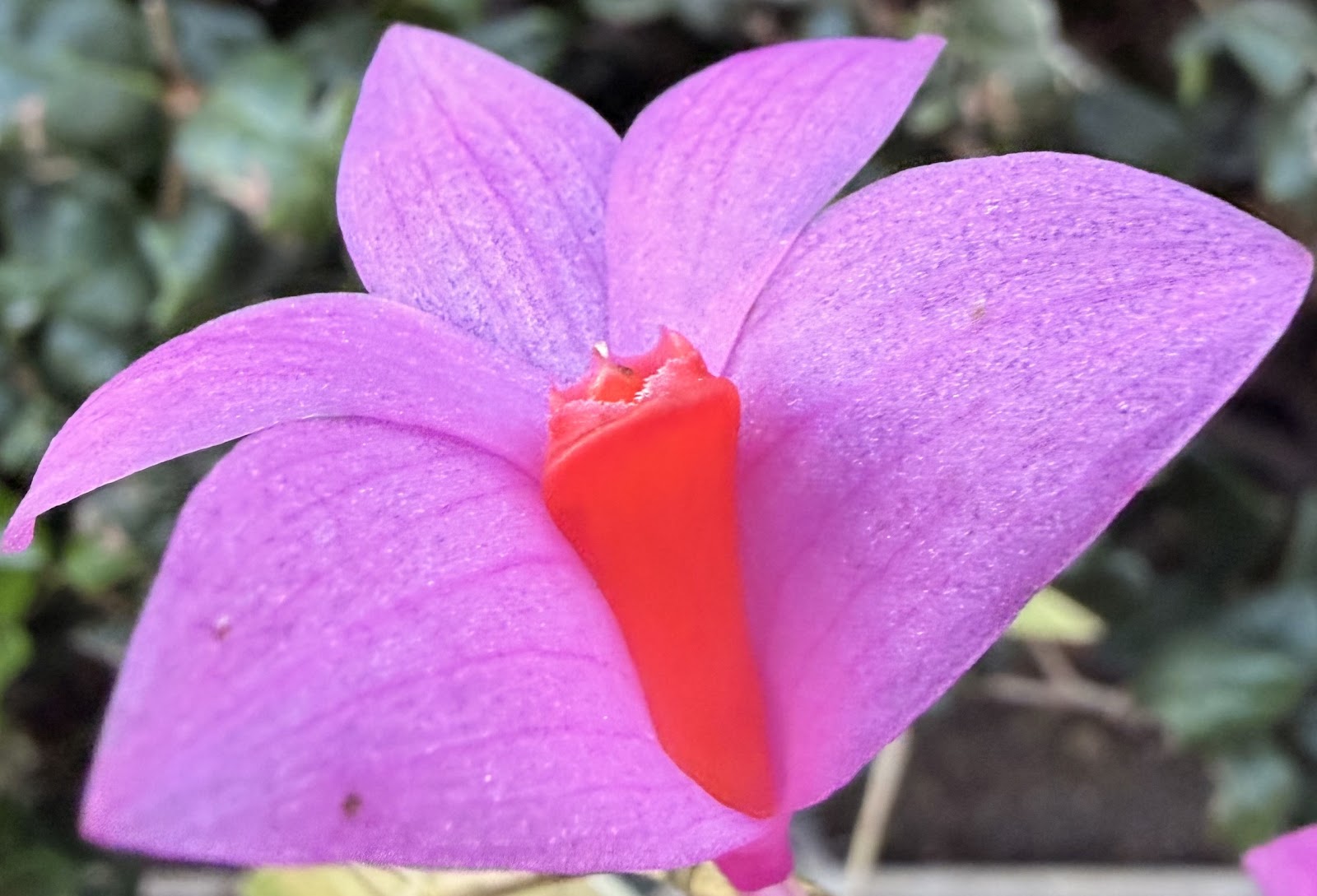 Den. glomeratum (sulawesiense) giant lawesii