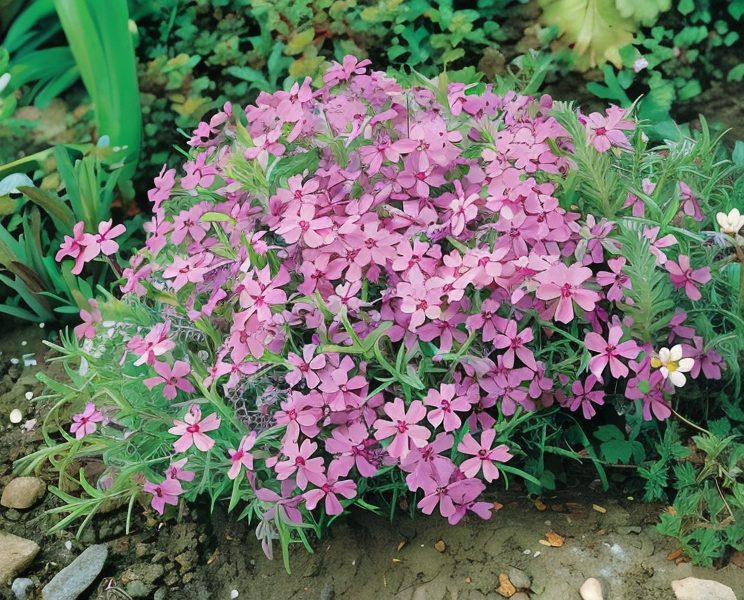Phlox subulata 'Moerheimii' con fiori rosa intenso su tappeto verde in un giardino roccioso soleggiato.
