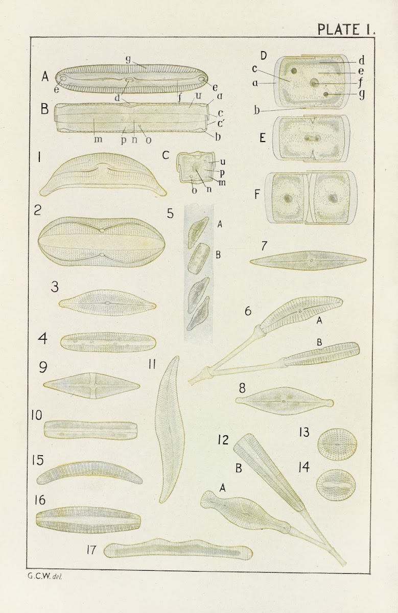 Plate I Diatomaceæ 1914