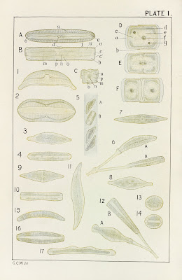 Plate I Diatomaceæ 1914