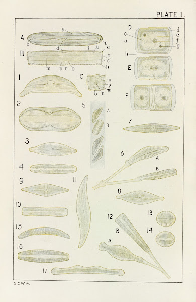 Plate I Diatomaceæ 1914