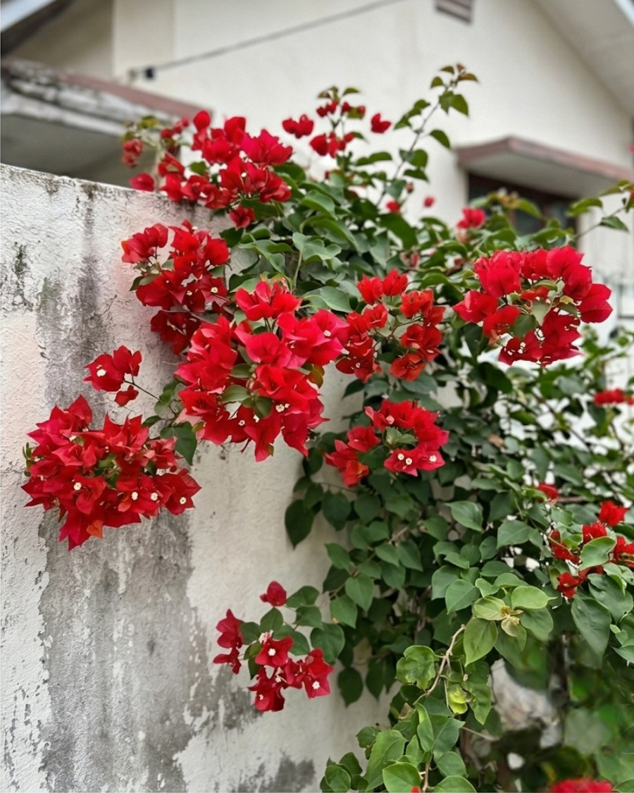 Imported Butterfly Red Bougainvillea Plant — view 4