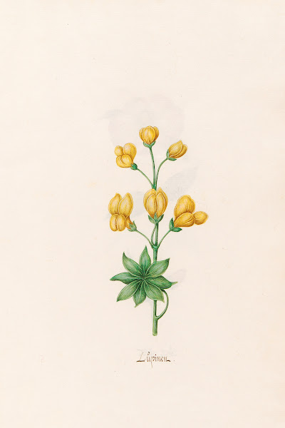 Lüpinen 1692