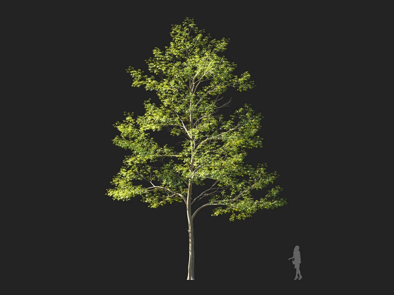 Maxtree - Plant Models Vol.114