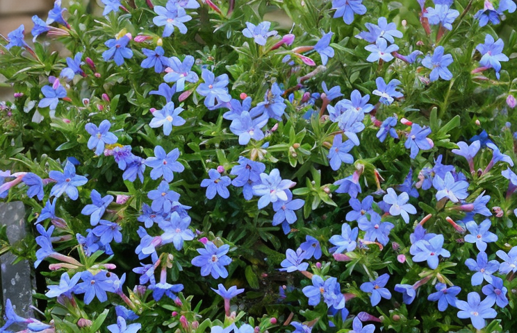 Lithodora diffusa Heavenly Blue in piena fioritura, tappeto di fiori azzurri intensi