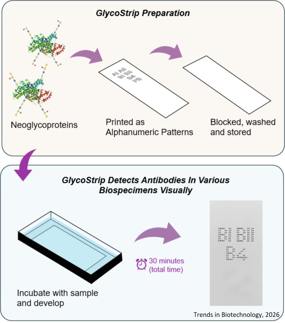 Point-of-care GlycoStrips detect serum and salivary antibodies to blood group antigens and pathogens