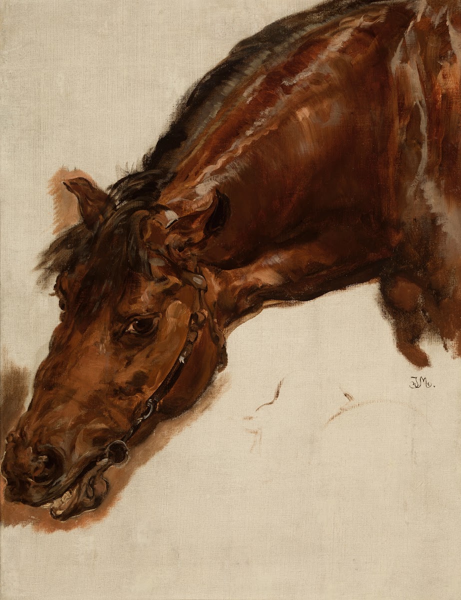 Study Of A Horse Head 1875