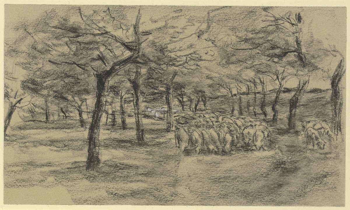Flock of sheep on an avenue