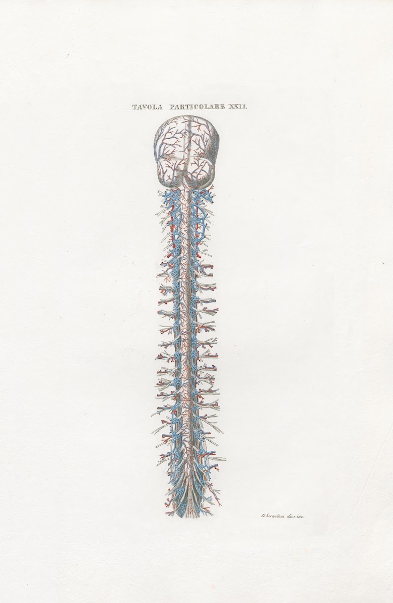 Anatomia Universale Pl53 1833