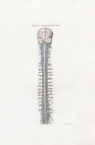Anatomia Universale Pl53 1833