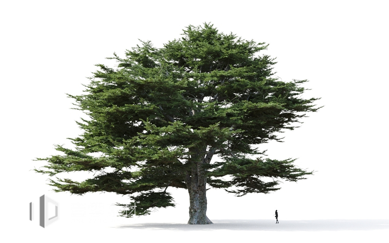 Maxtree - Plant Models Vol.9
