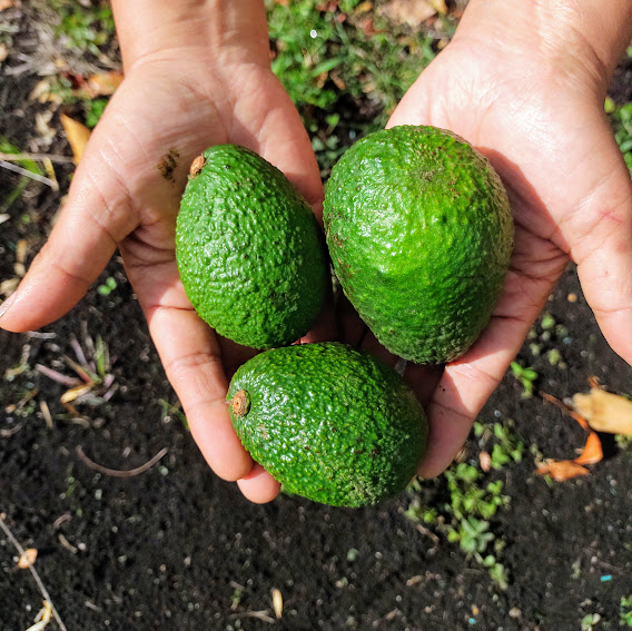 Comprar aguacate hasss orgánico