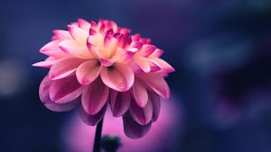 Flower Wallpaper