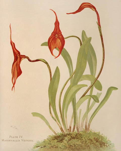 Masdevallia Veitchii 1885