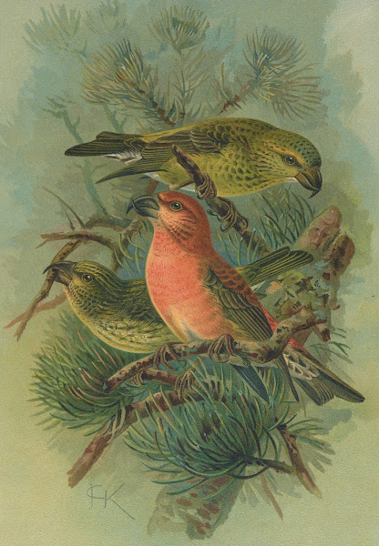 Loxia pityopsittacus Bechst