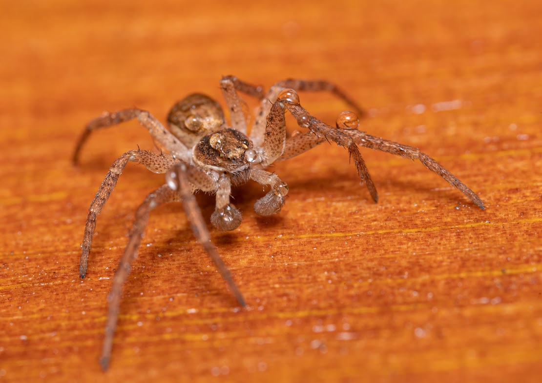 Philodromus sp.