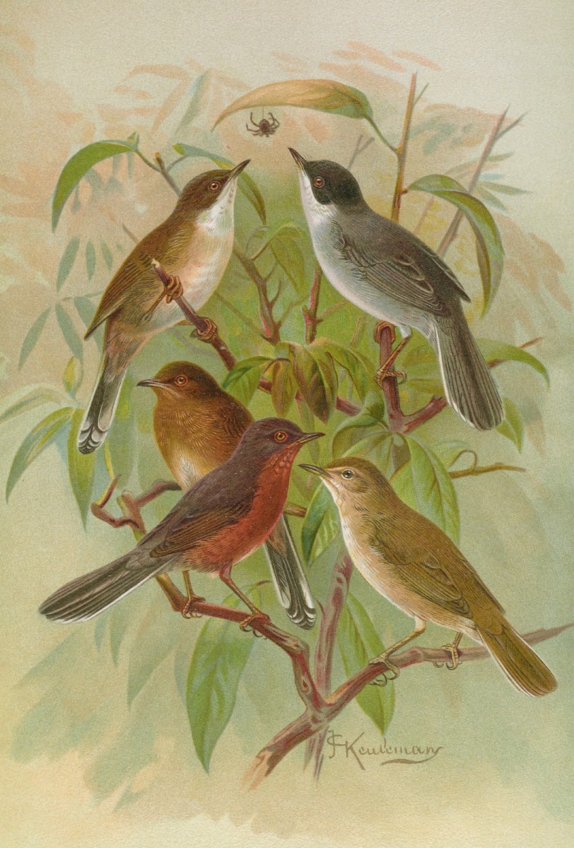 Sylvia melanocephala Sylvia undata Hypolais salicaria