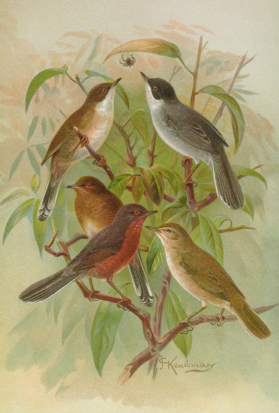 Sylvia melanocephala Sylvia undata Hypolais salicaria