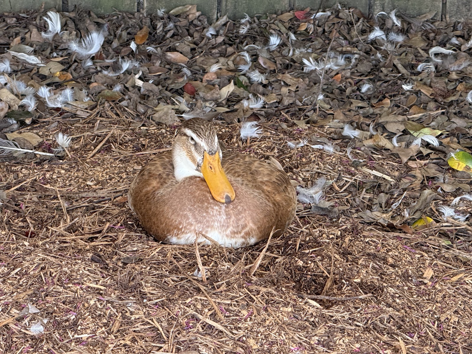 Golden Cascade Duckling
