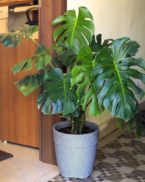 Monstera Deliciosa Indoor Plant