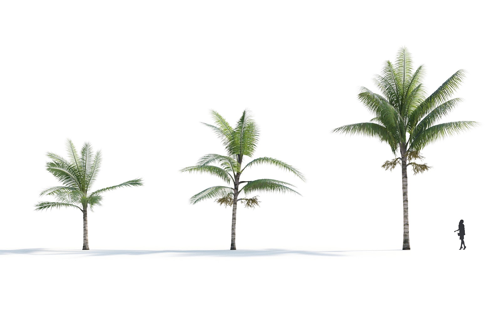 Maxtree - Plant Models Vol.7