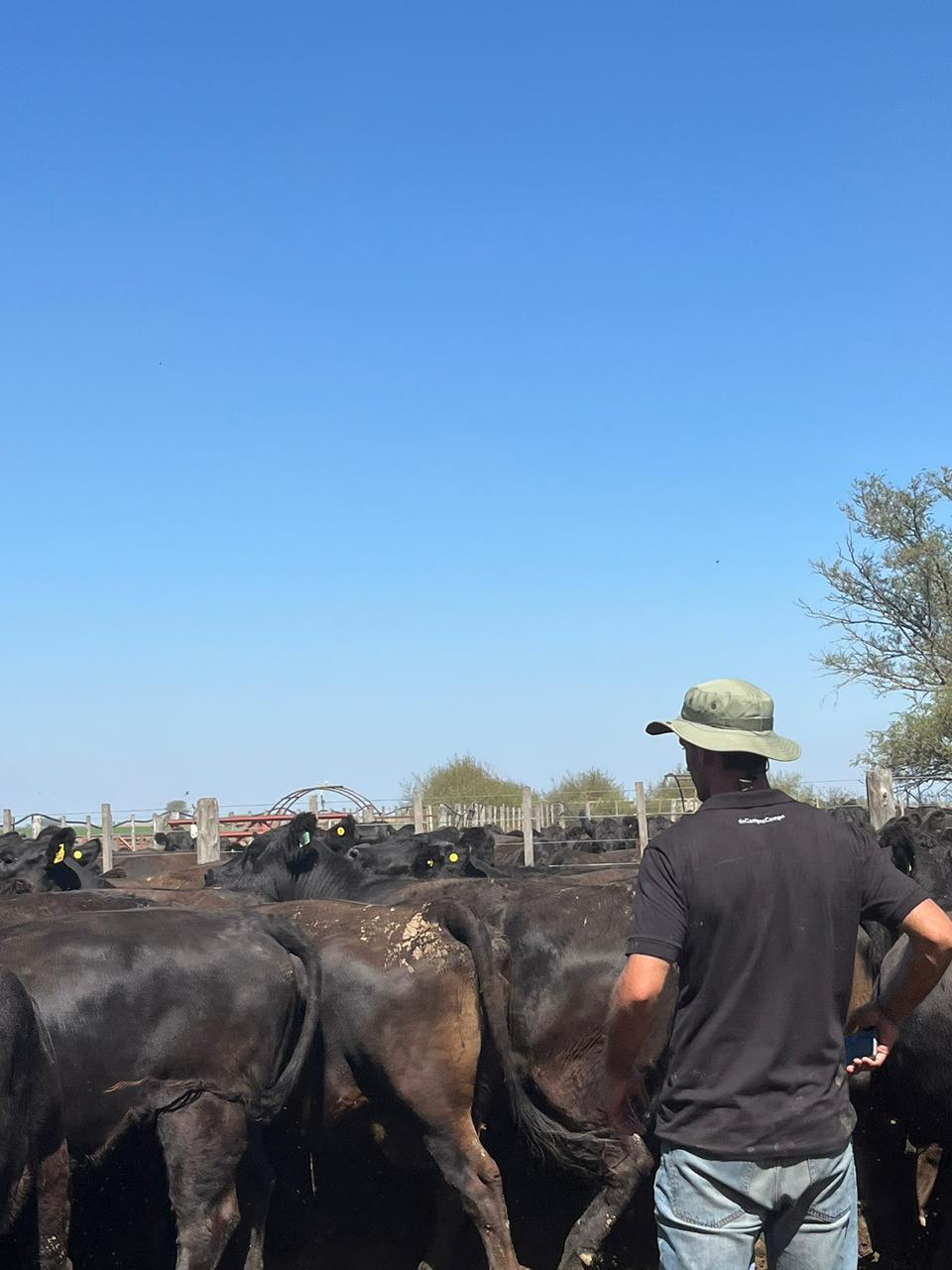 Campo 1