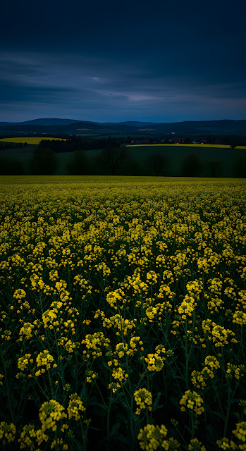 Dramatic Low-Light Photograph of a Yellow Canola Field Under a Dark Blue Twilight Sky - Free mobile Wallpaper