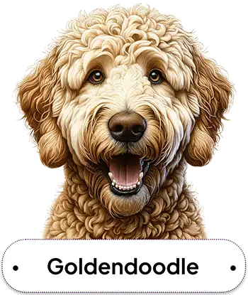 Goldendoodle