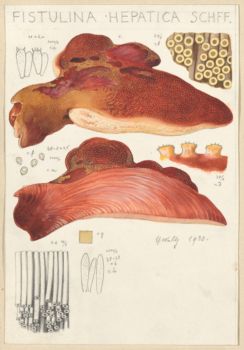 Fistulina hepatica 1915 1945