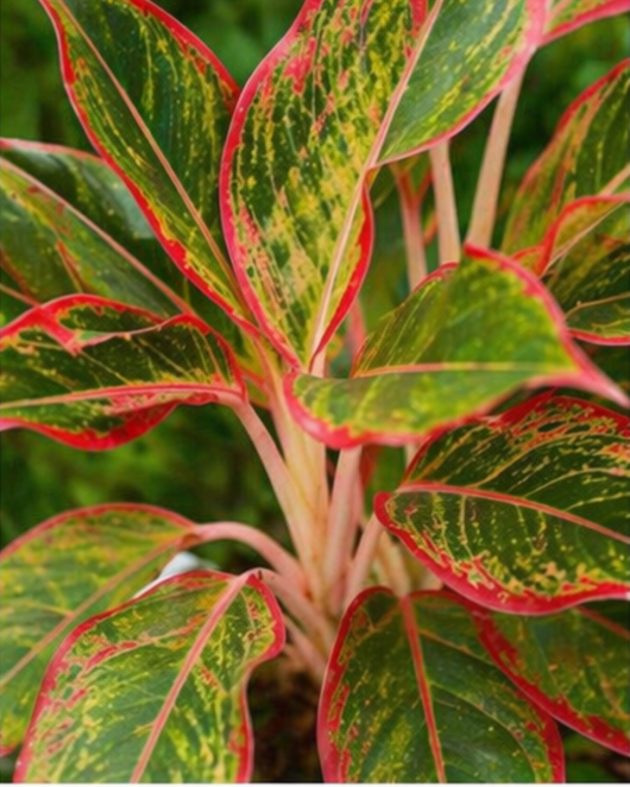 Aglaonema Chinese Evergreen Indoor Plant — view 6