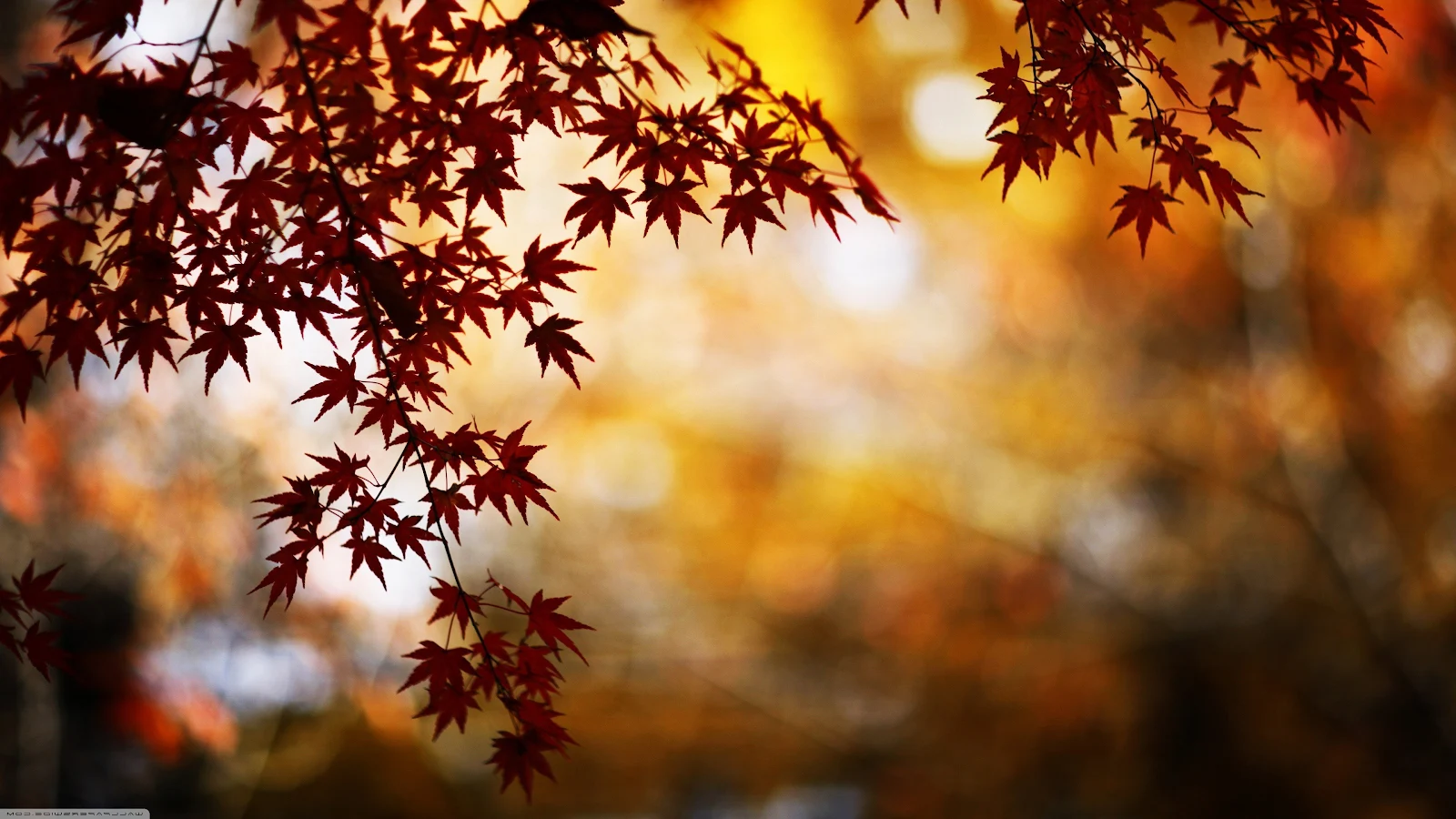 Nature, Leaves, Fall, Trees, Plants 4K Desktop, iPhone Wallpaper Background